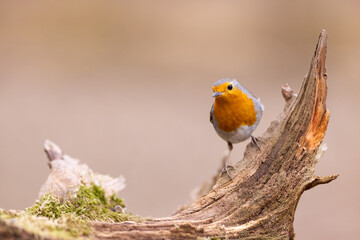 Erithacus rubecula. European robin sitting on the branch in the forest. Wildlife