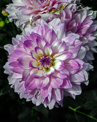 Obraz premium View of dahlia in the garden. Variety - Mikayla Miranda