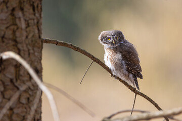 Owls - Pygmy Owl (Glaucidium passerinum) sitting on the branch in forest