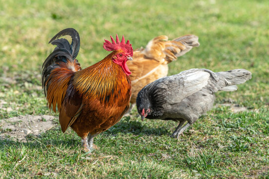 Farmyard rooster and hens on an educational farm.