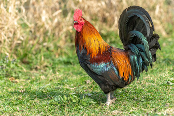 Farmyard rooster on an educational farm.