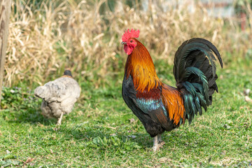Naklejka na ściany i meble Farmyard rooster and hens on an educational farm.