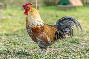 Farmyard rooster on an educational farm.