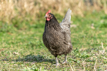 Farmyard hen on an educational farm.
