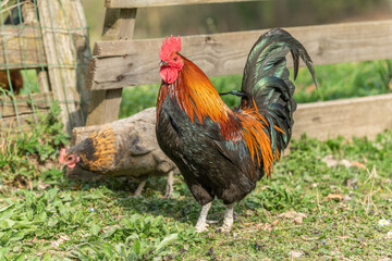 Farmyard rooster and hens on an educational farm.
