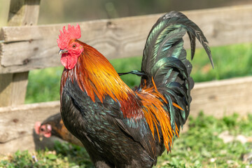 Farmyard rooster and hens on an educational farm.