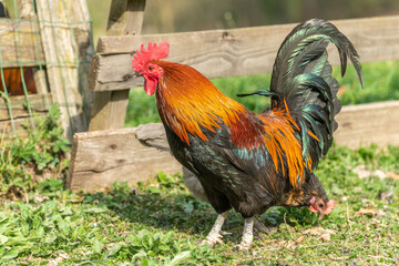 Farmyard rooster on an educational farm.