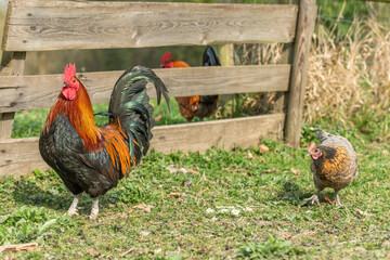 Farmyard rooster and hens on an educational farm.