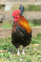Farmyard rooster on an educational farm.