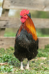 Farmyard rooster on an educational farm.