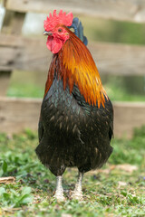 Farmyard rooster on an educational farm.