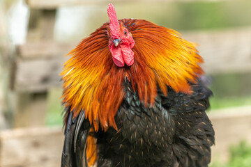 Portrait of a farmyard rooster on an educational farm.