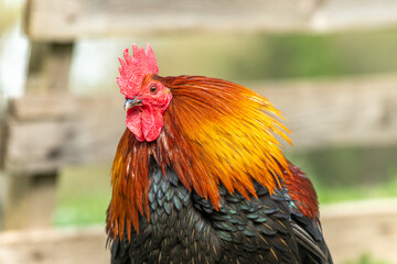 Portrait of a farmyard rooster on an educational farm.