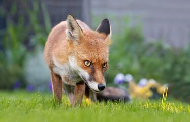 Close up of a red fox in a garden in summer