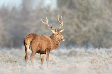 Naklejka na ściany i meble Close up of a Red deer stag on a frosty winter day