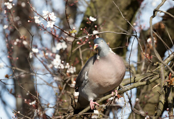 Common wood pigeon perched in a tree with flourishing flowers in spring