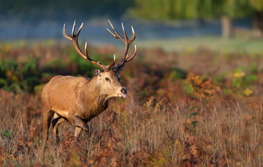 Naklejka na ściany i meble Red deer stag walking through a field during a rutting season in autumn