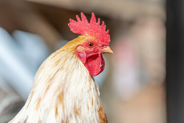 Portrait of a farmyard rooster on an educational farm.