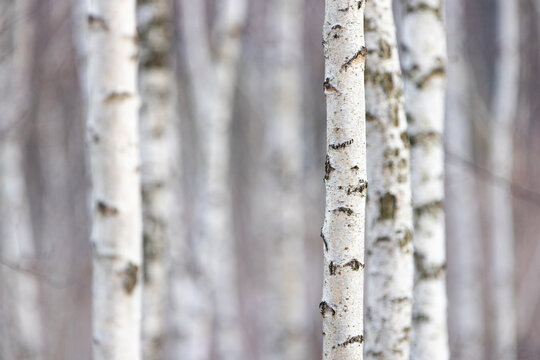 Birch forest. Betula pendula (Silver Birch). White birch trees in row.  