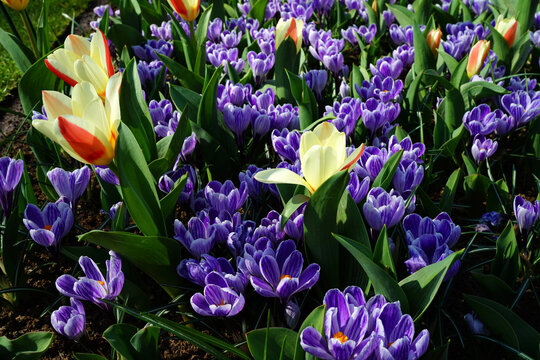 A large field with purple-white striped crocuses combined with an very small early tulip, a yellow-red Tulipa Clusiana. 