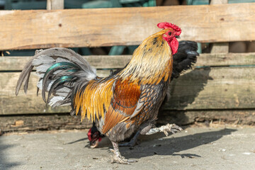 Farmyard rooster and hens on an educational farm.