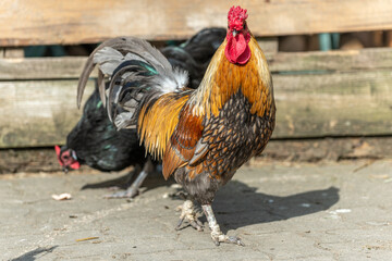 Farmyard rooster and hens on an educational farm.