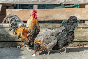 Farmyard rooster and hens on an educational farm.