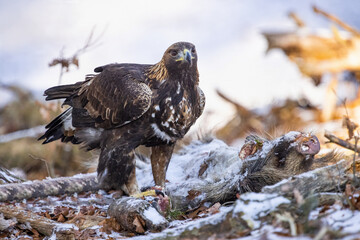 Golden Eagle (Aquila chrysaetos) eating prey on snow in wintertime nature. Wild bird feeding.