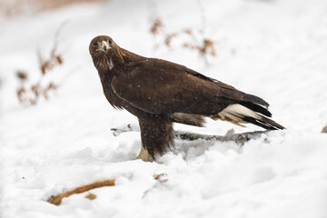 Golden Eagle (Aquila chrysaetos) eating prey on snow in wintertime nature. Wild bird feeding.