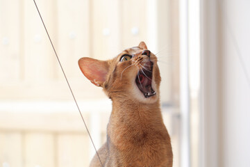 Cat close-up. The Abyssinian breed. The cat is in the apartment.