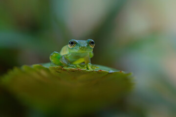 A Glass Frog (Hyalinobatrachium iaspidense) sitting on a plant in a village near Sarapiqui in Costa Rica 