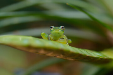 A Glass Frog (Hyalinobatrachium iaspidense) sitting on a plant in a village near Sarapiqui in Costa Rica 