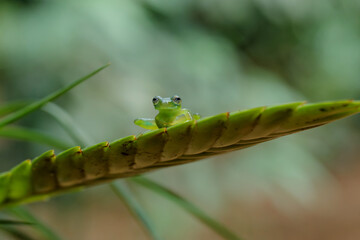 A Glass Frog (Hyalinobatrachium iaspidense) sitting on a plant in a village near Sarapiqui in Costa Rica 