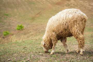 Close up a sheep eating food in farm
