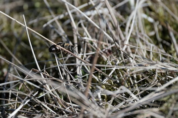 Bee on a plant close up, bee on the ground macro