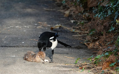 A magpie eating a dead brown rat in a park. 