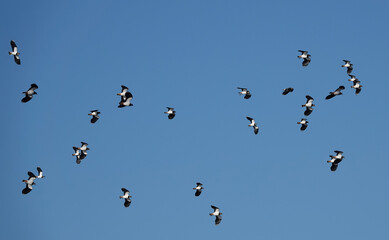 A low angle shot of a flock of lapwing in flight against a blue sky background. 
