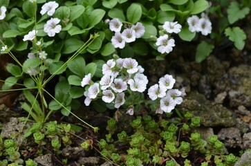 Blooming alpine plant, scientific name Gypsophila cerastioides