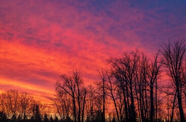 Obraz premium Sunrise And Tree Silhouettes
