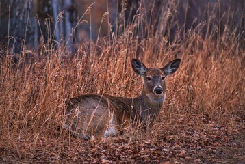 Deer Laying In The Grass