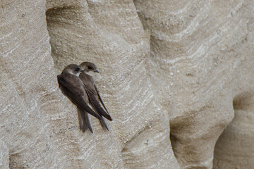 Uferschwalben vor ihrer Bruthöhle