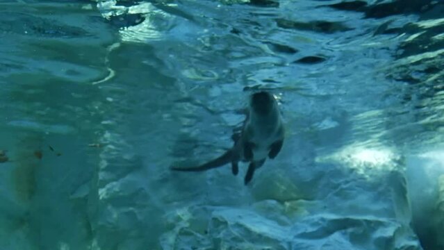 Otter swimming in a pool/Loutre nageant dans un bassin