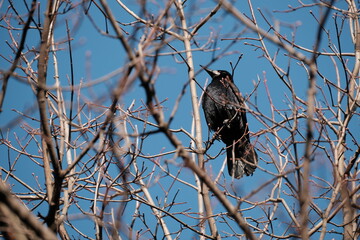 Rook bird on the tree in nature