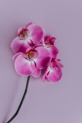 Beautiful violet orchid flowers on pastel purple background. - obrazy, fototapety, plakaty
