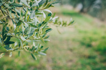 Fresh branches of olive tree in a spring garden.