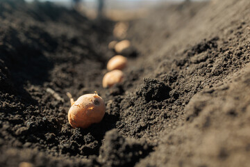 Germinated onion in soil close-up. onion cultivation