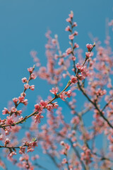 Beautiful peach branch with pink blossom in a blue sky.