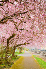Cherry trees in spring bloom hang over a footpath alongside the train tracks in North Bend Washington