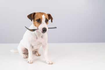 Portrait of a dog Jack Russell Terrier holding a fork in his mouth on a white background. Copy...