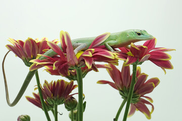 An Emerald Tree Skink (Lamprolepis smaragdina) is sunbathing before starting its daily activities.